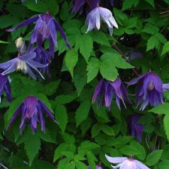 Klemátisz faur.Campanulina Plena