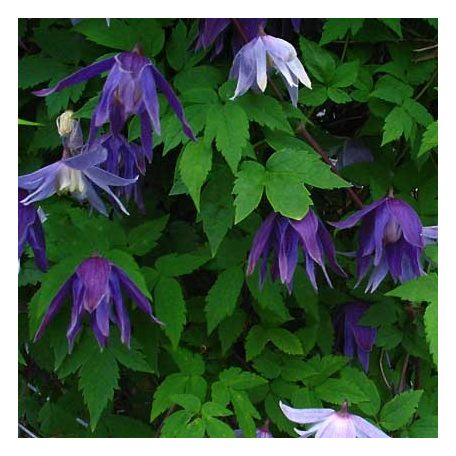 Klemátisz faur.Campanulina Plena