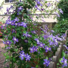 Klemátisz int.Arabella