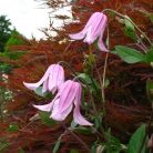 Klemátisz int.Baby Rose