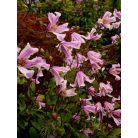 Klemátisz int.Baby Rose