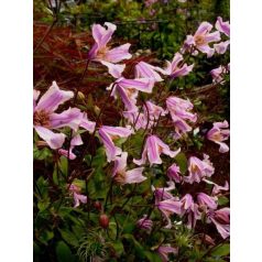 Klemátisz int.Baby Rose