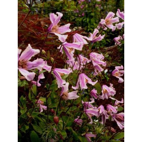 Klemátisz int.Baby Rose