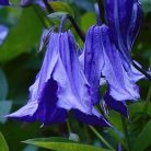 Klemátisz int.Blue Rain = Sinij Dozdj