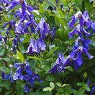 Klemátisz int.Blue Rain = Sinij Dozdj