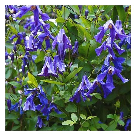 Klemátisz int.Blue Rain = Sinij Dozdj