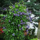 Klemátisz int.Blue Rain = Sinij Dozdj