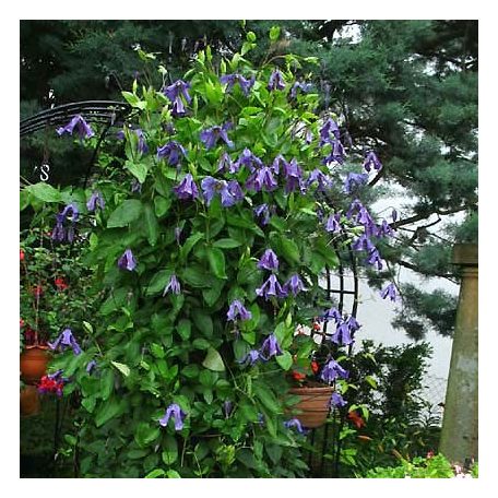 Klemátisz int.Blue Rain = Sinij Dozdj