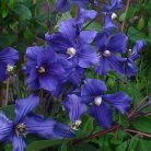 Klemátisz int.Durandii