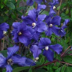 Klemátisz int.Durandii