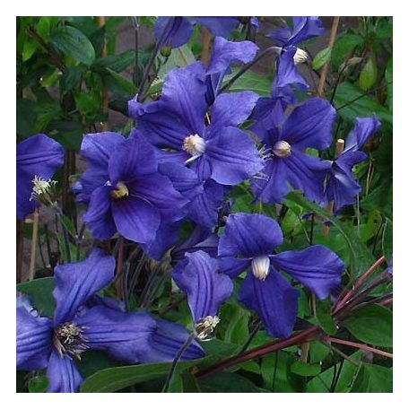 Klemátisz int.Durandii