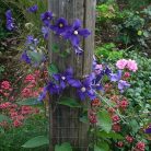 Klemátisz int.Durandii