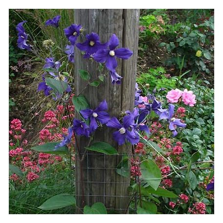 Klemátisz int.Durandii