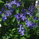 Klemátisz int.Durandii