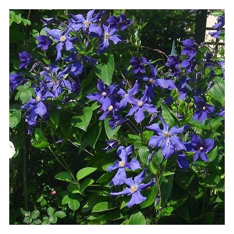 Klemátisz int.Durandii