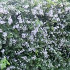 Klemátisz jouiniana Praecox