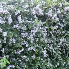 Klemátisz jouiniana Praecox