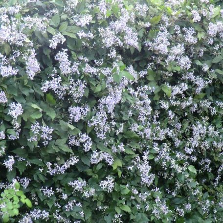 Klemátisz jouiniana Praecox