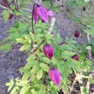 Klemátisz koreana 'Jette'