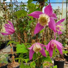 Klemátisz koreana 'Jette'