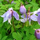 Klemátisz macr.Floralia