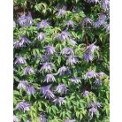 Klemátisz macr.Floralia