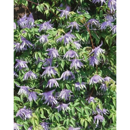 Klemátisz macr.Floralia