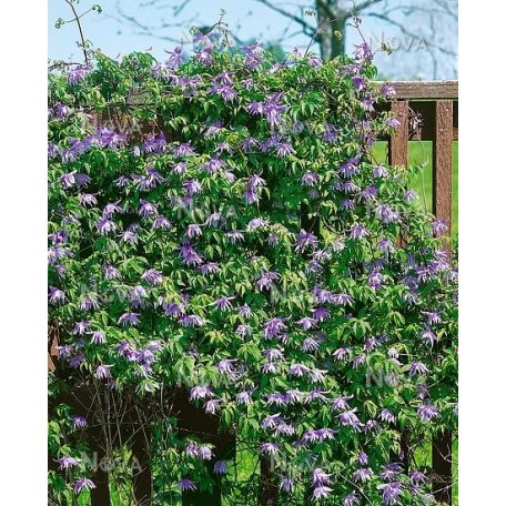 Klemátisz macr.Floralia