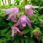 Klemátisz macr.Rosy O