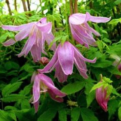 Klemátisz macr.Rosy O