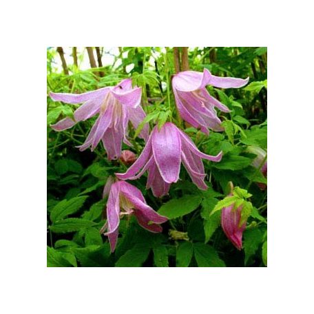 Klemátisz macr.Rosy O