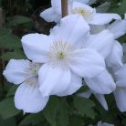 Klemátisz montana Miss Christine (R)