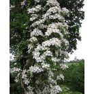 Klemátisz montana Miss Christine (R)