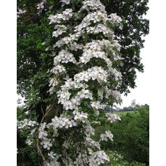 Klemátisz montana Miss Christine (R)