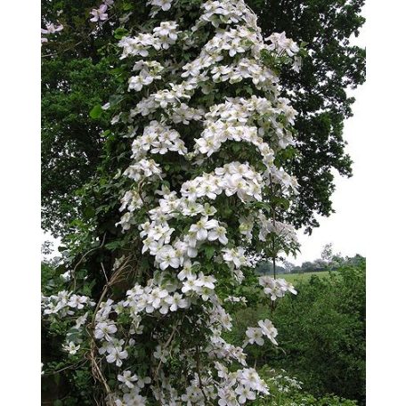 Klemátisz montana Miss Christine (R)