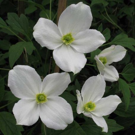 Klemátisz montana Miss Christine (R)