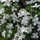 Klemátisz montana Miss Christine (R)