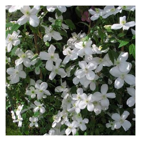 Klemátisz montana Miss Christine (R)