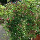 Klemátisz texensis bot. Art - Typ C