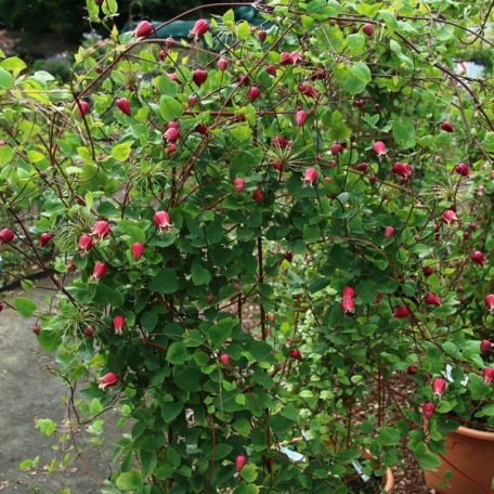 Klemátisz texensis bot. Art - Typ C