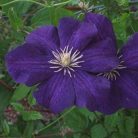 Klemátisz viticella Aotearoa