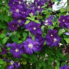 Klemátisz viticella Aotearoa