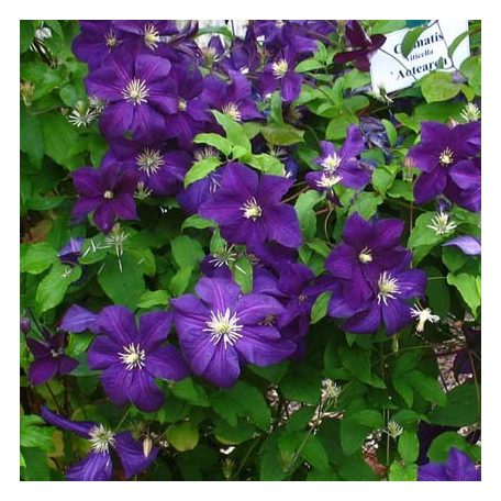 Klemátisz viticella Aotearoa