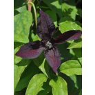 Klemátisz viticella Black Prince