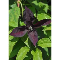 Klemátisz viticella Black Prince