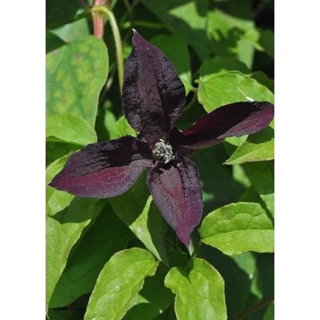 Klemátisz viticella Black Prince