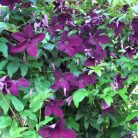 Klemátisz viticella Black Prince