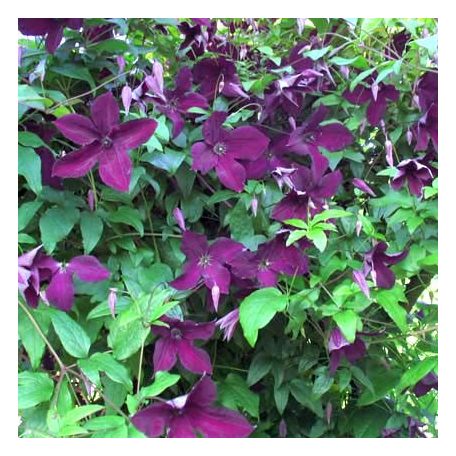 Klemátisz viticella Black Prince