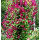 Klemátisz vit.Carmencita