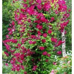 Klemátisz vit.Carmencita